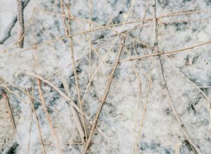 Bare twigs scattered across snow