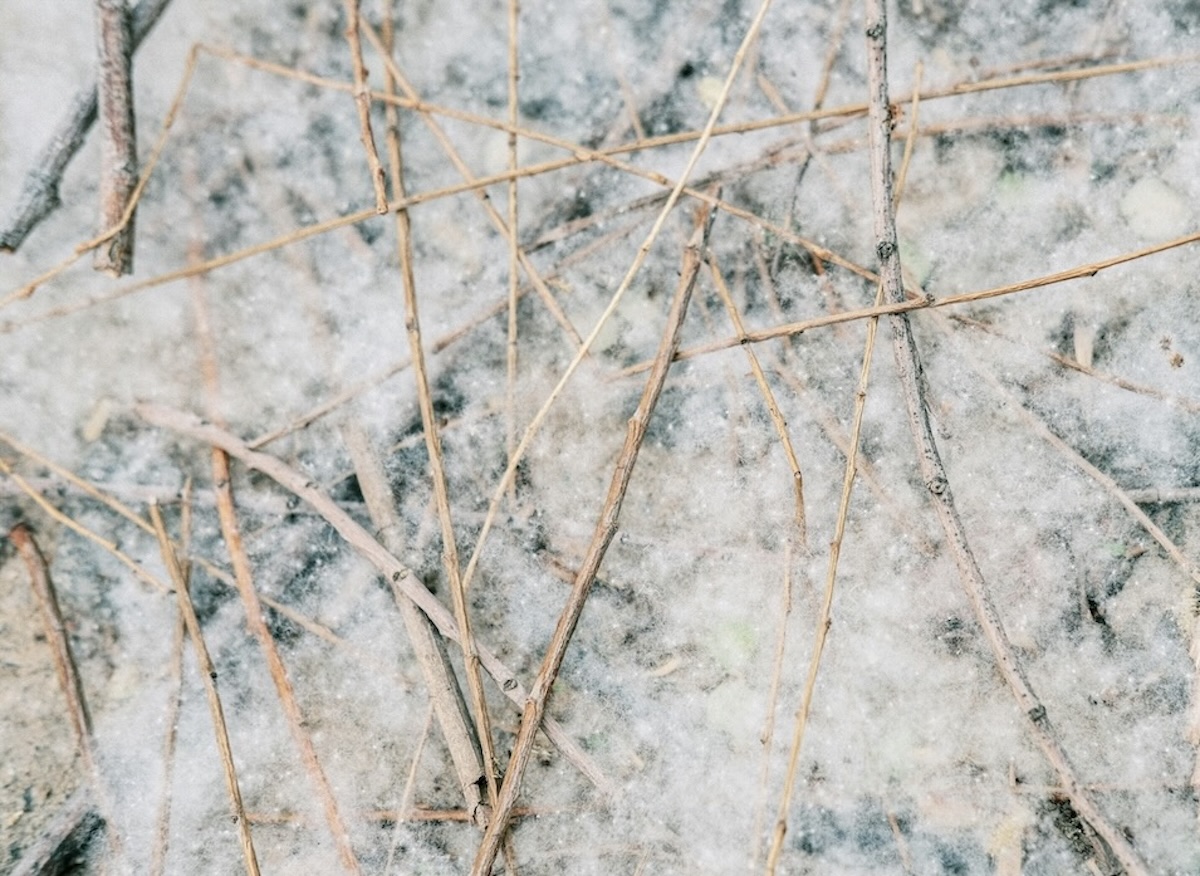 Bare twigs scattered across snow
